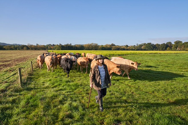 Jilly Greed walking in front of herd of cows, outside in a field on a sunny day