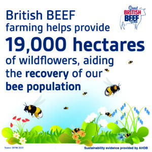 British beef farming helps provide 19,000 hectares of wildflowers, aiding the recovery of our bee population